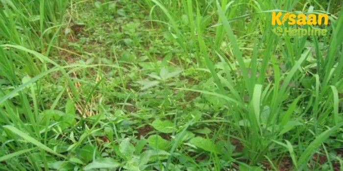 गेहूं की अच्छी पैदावार के लिए जरुरी है खरपतवार नियंत्रण, जानिए कैसे करें खरपतवार नियंत्रण